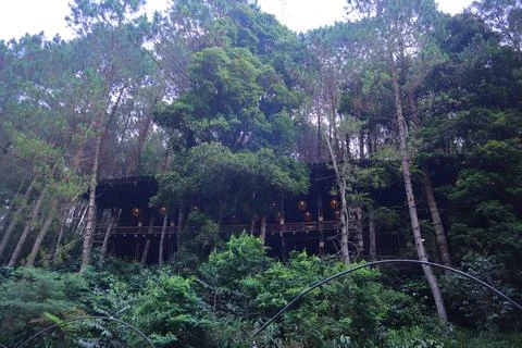 Pine forests Stock Photos