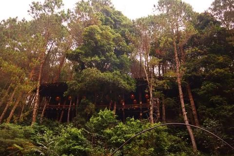 Pine forests Stock Photos