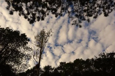 Pine forests Stock Photos