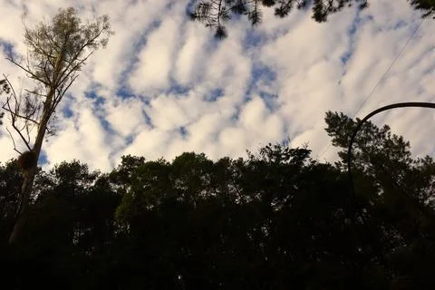 Pine forests Stock Photos