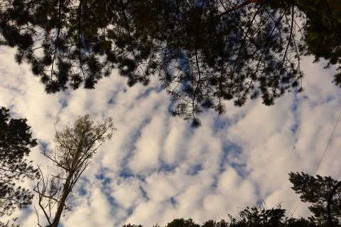 Pine forests Stock Photos