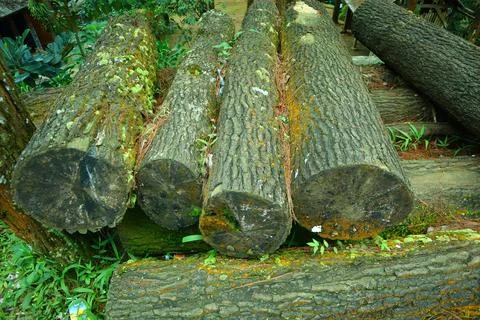 Pine forests Stock Photos