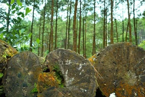 Pine forests Stock Photos