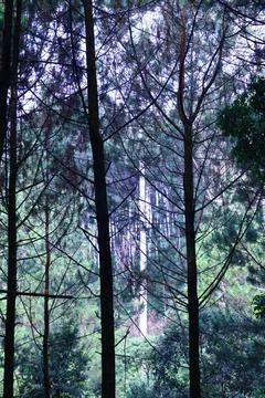 Pine forests Stock Photos