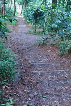 Pine forests Stock Photos