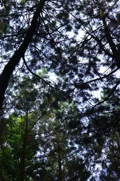 Pine forests Stock Photos