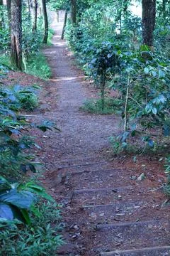 Pine forests Stock Photos