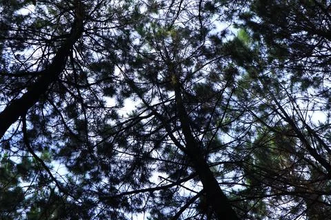 Pine forests Stock Photos