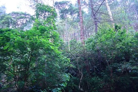 Pine forests Stock Photos