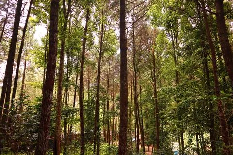 Pine forests Stock Photos