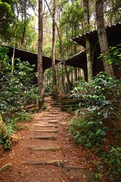 Pine forests Stock Photos