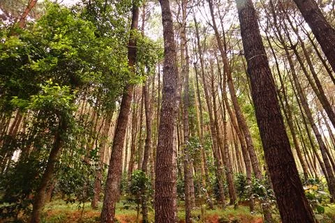 Pine forests Stock Photos