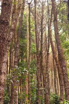 Pine forests Stock Photos