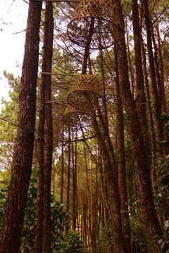 Pine forests Stock Photos