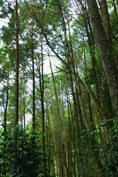 Pine forests Stock Photos