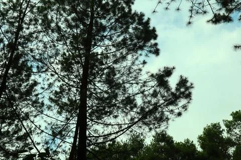 Pine forests Stock Photos