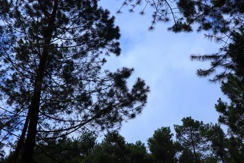 Pine forests Stock Photos