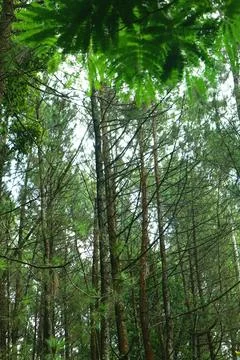 Pine forests Stock Photos