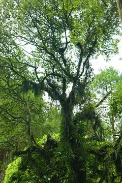 Pine forests Stock Photos