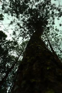 Pine forests Stock Photos