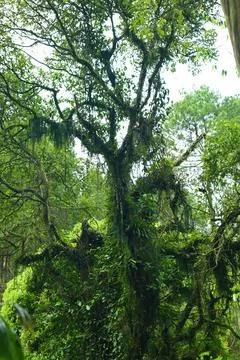 Pine forests Stock Photos