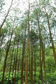 Pine forests Stock Photos