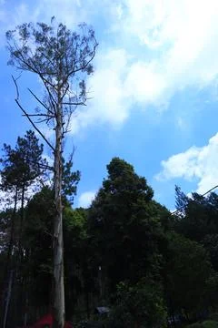 Pine forests Stock Photos