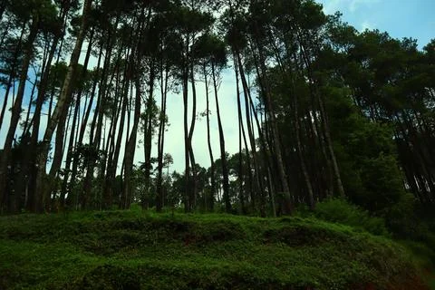 Pine forests Stock Photos