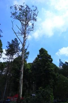 Pine forests Stock Photos