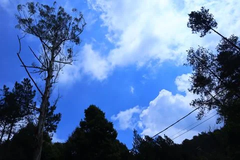 Pine forests Stock Photos