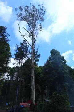 Pine forests Stock Photos