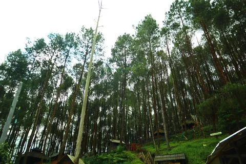 Pine forests Stock Photos