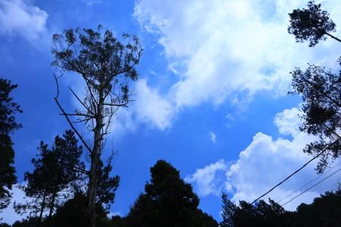 Pine forests Stock Photos