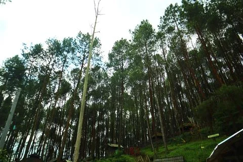 Pine forests Stock Photos