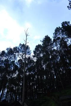 Pine forests Stock Photos