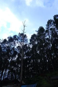 Pine forests Stock Photos