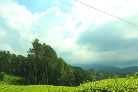 Pine forests Stock Photos