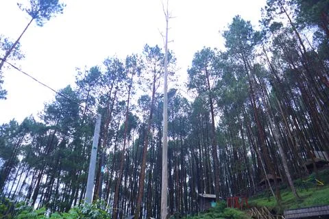 Pine forests Stock Photos