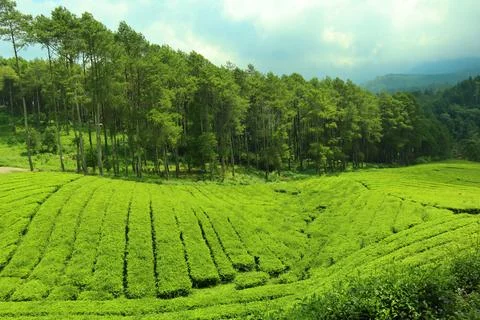 Pine forests Stock Photos