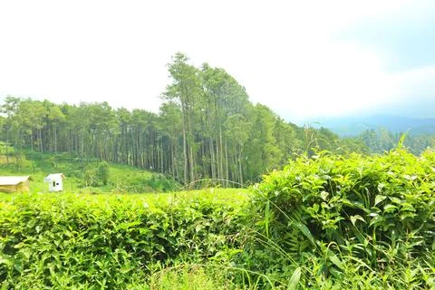 Pine forests Stock Photos