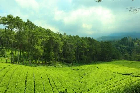 Pine forests Stock Photos