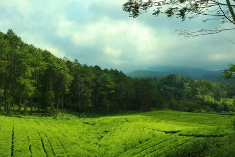 Pine forests Stock Photos