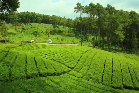 Pine forests Stock Photos