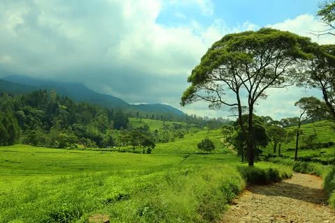 Pine forests Stock Photos