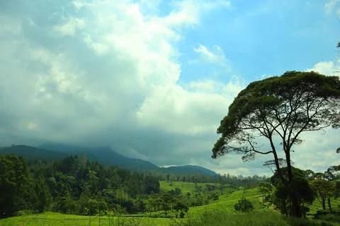 Pine forests Stock Photos