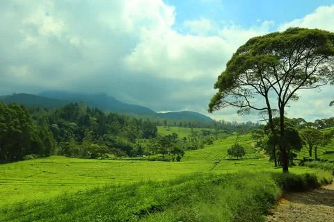 Pine forests Stock Photos