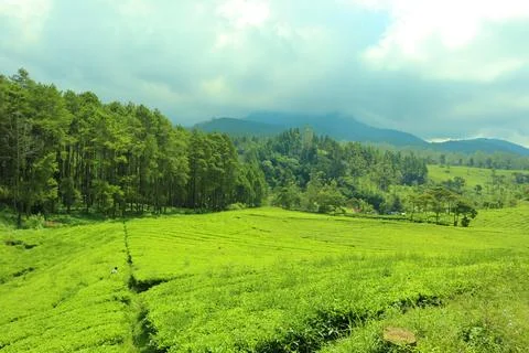 Pine forests Stock Photos