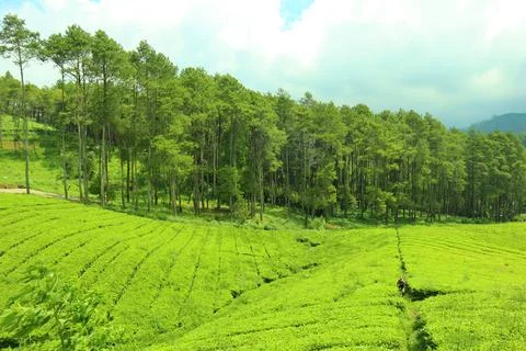 Pine forests Stock Photos