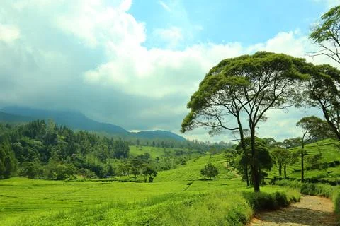 Pine forests Stock Photos