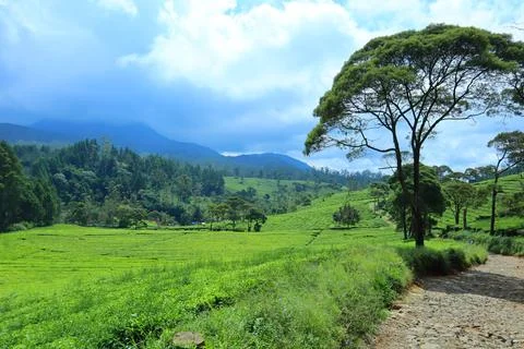 Pine forests Stock Photos